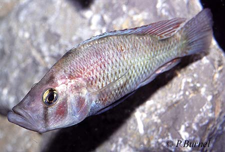 Pyxichromis orthostoma