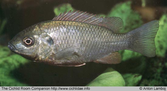 Sarotherodon caroli