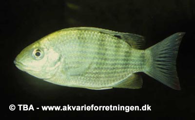 Sarotherodon caudomarginatus