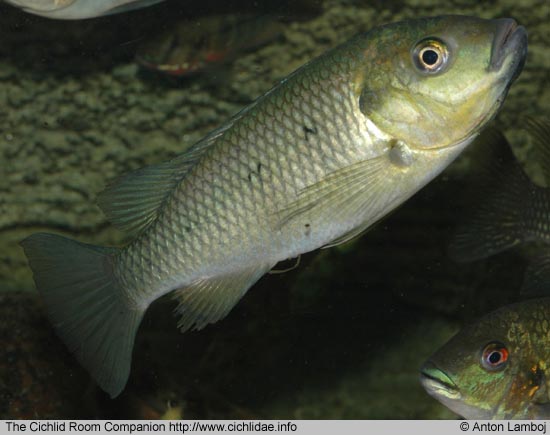 Sarotherodon linnellii