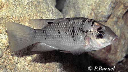 Sarotherodon melanotheron