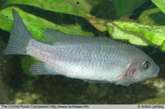 Sarotherodon steinbachi