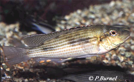Schwetzochromis neodon