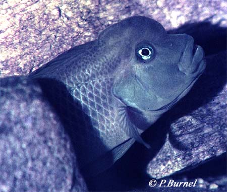 Steatocranus casuarius