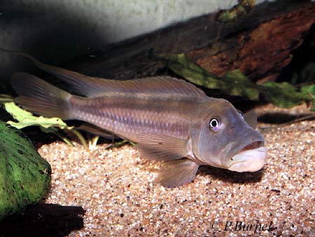 Steatocranus tinanti