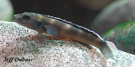 Teleogramma brichardi