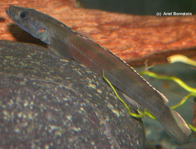 Teleogramma depressum