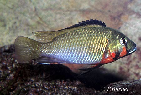 Thoracochromis brauschi