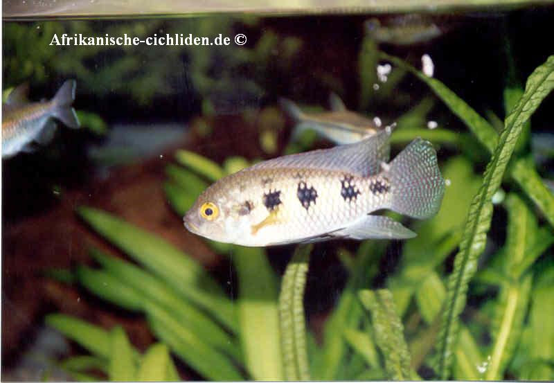 Thysochromis ansorgii