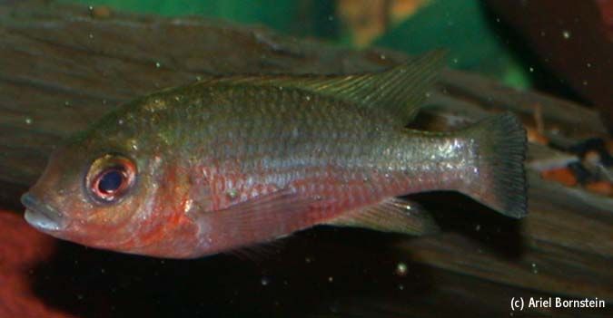 Tilapia bakossiorum