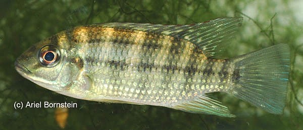 Tilapia brevimanus
