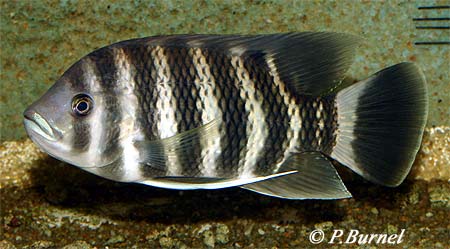 Tilapia buttikoferi