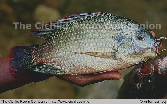 Tilapia cabrae