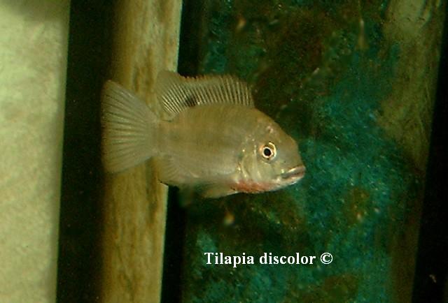 Tilapia discolor