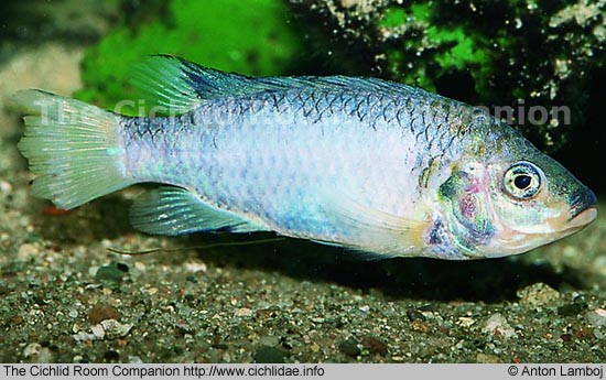 Tilapia guinasana