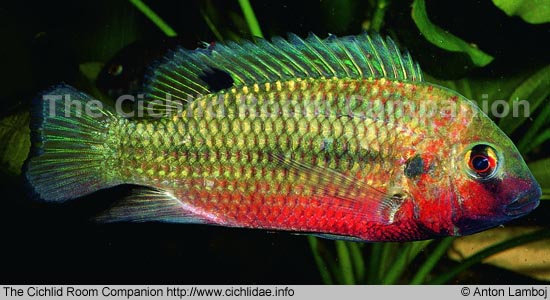 Tilapia guineensis