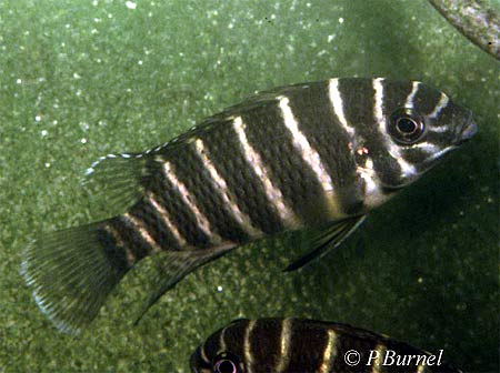 Coelotilapia joka