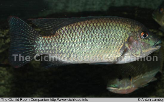 Tilapia louka