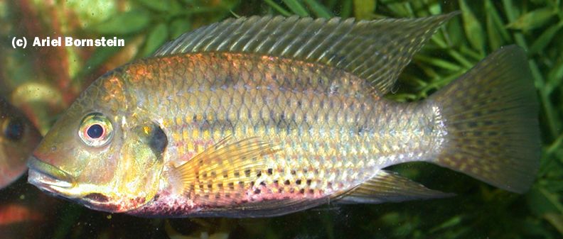 Tilapia margaritacea