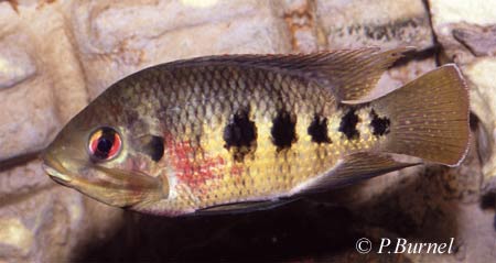 Tilapia mariae