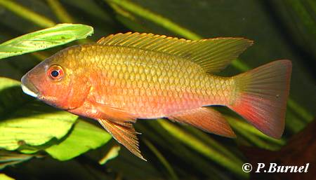 Tilapia snyderae