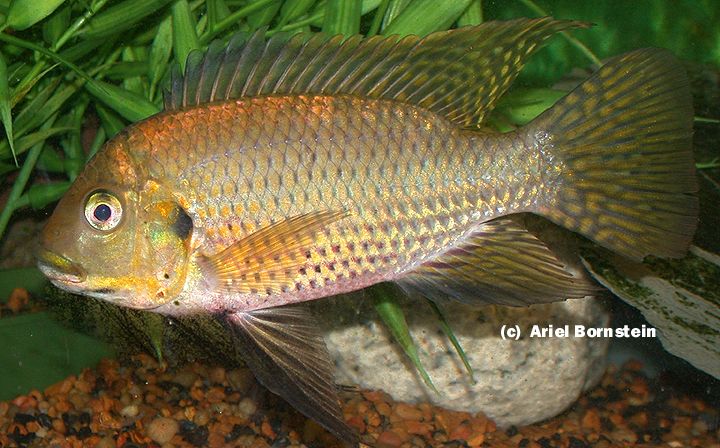 Tilapia tholloni