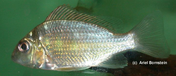 Tylochromis lateralis