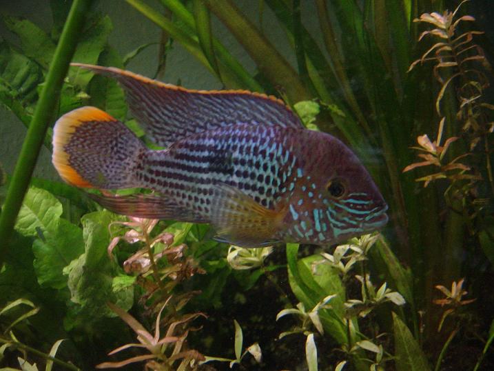 Andinoacara rivulatus