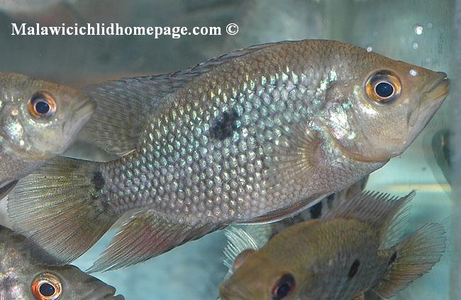 Caquetaia spectabilis