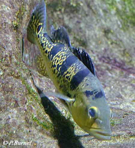 Cichla monoculus