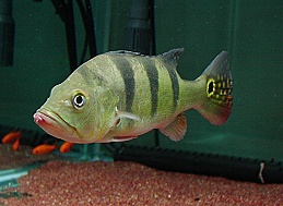 Cichla ocellaris