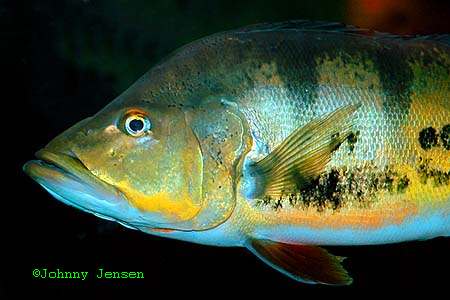 Cichla orinocensis