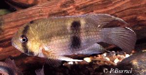 Cleithracara maronii