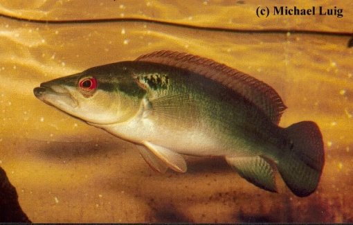 Crenicichla lepidota