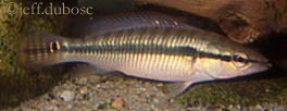 Crenicichla proteus