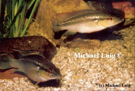 Crenicichla saxatilis