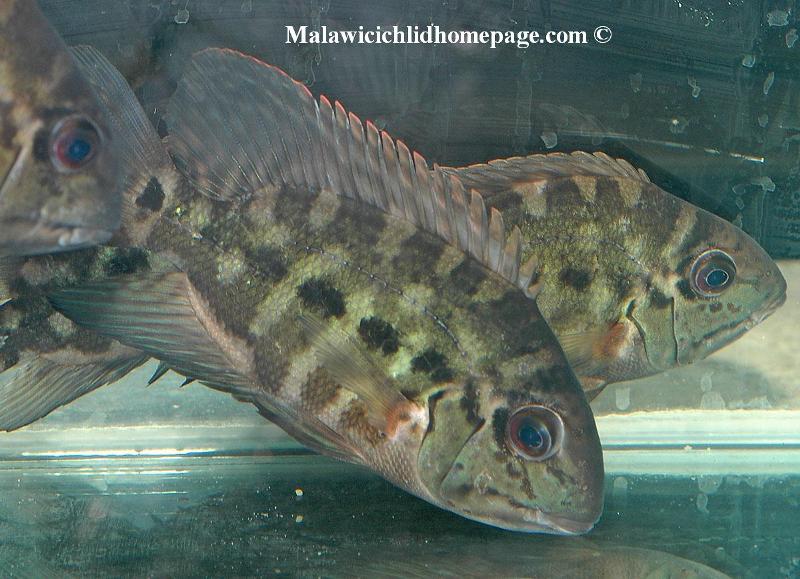 Hoplarchus psittacus