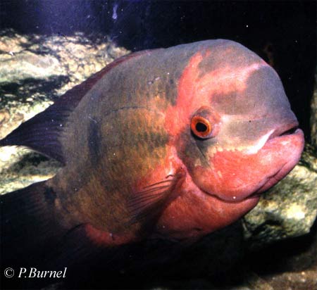 Hypselecara temporalis