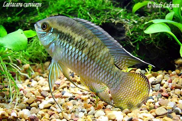 Laetacara curviceps