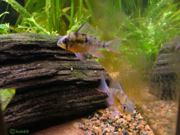 Mikrogeophagus altispinosus