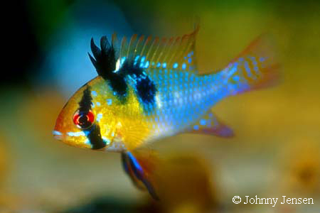 Mikrogeophagus ramirezi