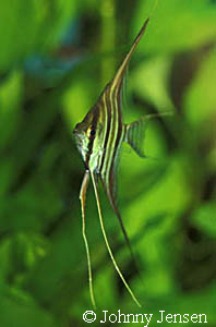 Pterophyllum altum