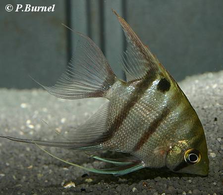 Pterophyllum leopoldi