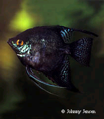 Pterophyllum scalare