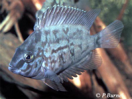 Uaru amphiacanthoides