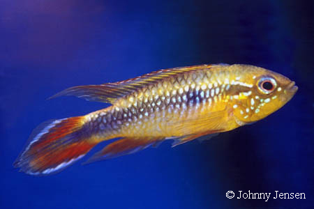 Apistogramma agassizii