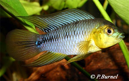 Apistogramma borellii