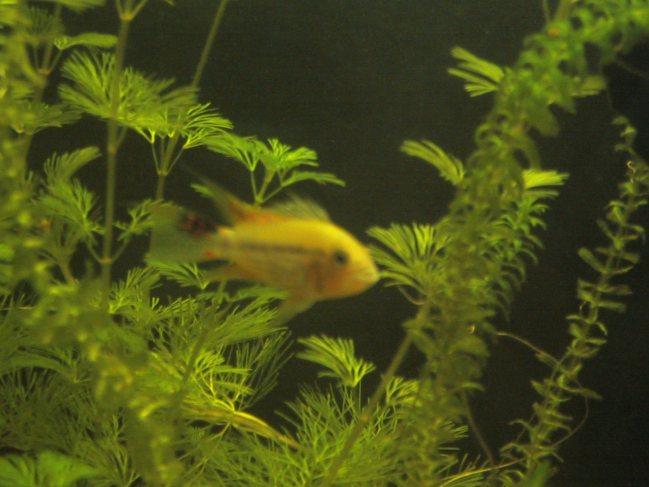 Apistogramma cacatuoides