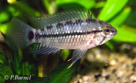 Apistogramma caetei