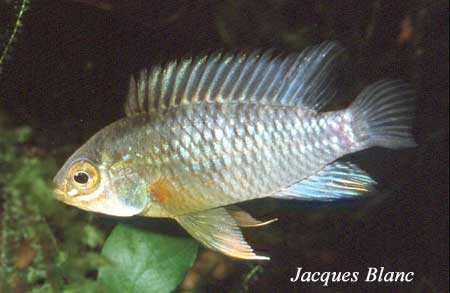 Apistogramma eunotus